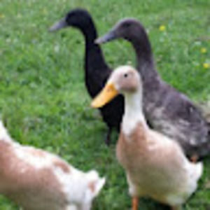 Meet your Posher, Violeta